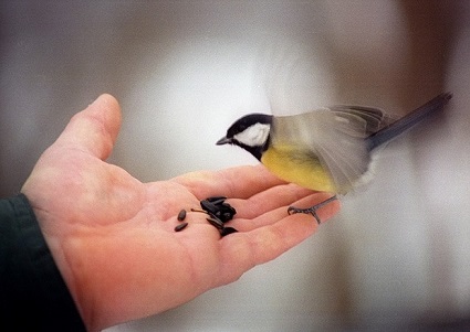 ребенок и птица, кормление птиц, синица на руке