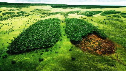 Зелёный ландшафт в форме человеческих лёгких