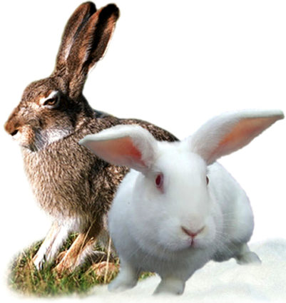 Кролик и заяц