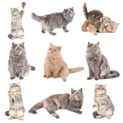 Фото кошек в разных позах