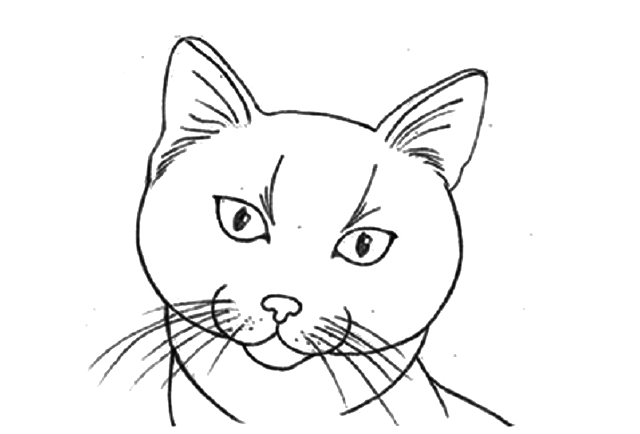 Как нарисовать кошку поэтапно карандашом и не только: инструкции для детей  с фото, как изобразить мордочку и глаза, аниме и др + схемы и видео