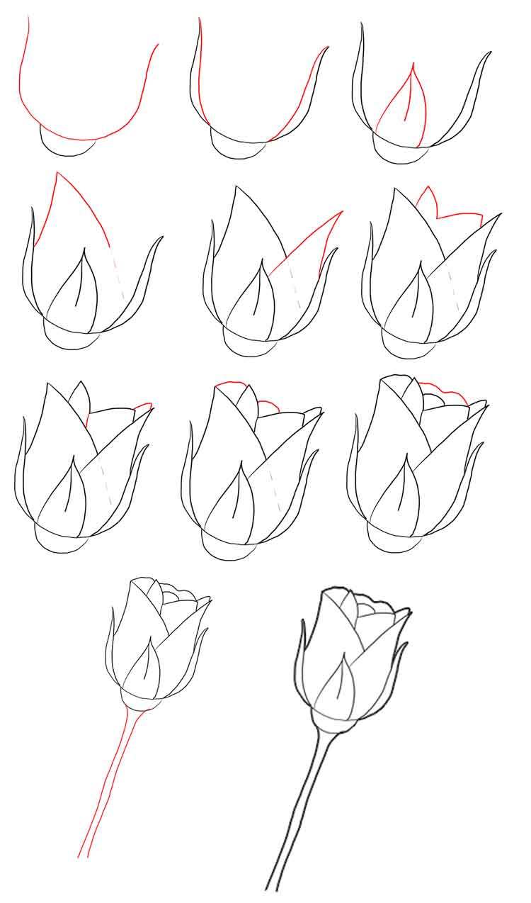 Простые способы, которые откроют секрет, как рисовать цветок розы
