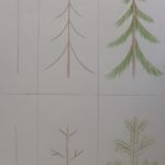 Схема поэтапного рисования хвойных деревьев
