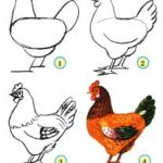 Схема рисования курицы